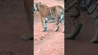 Spotted tigress with her two calves during safari