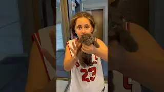 Annesi bırakmış gitmiş yavru kedi 
