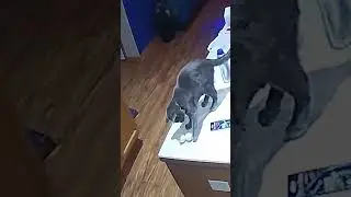 Naughty Cat Knocks Egg Off Counter!