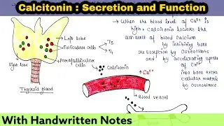 Calcitonin | Secretion and Function