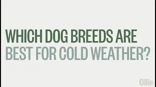 Which Dogs Are Best for Cold Weather?