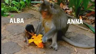 VERY EXCITED !! Feeding big mango to Anna| Alba eat with mom no hurt, Anna not bite Alba.