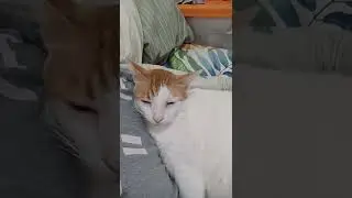 Funny and cute moments of cat loving family #4 Ringo the Cat