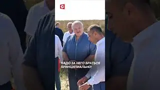 Лукашенко: Надо за него браться принципиально! #лукашенко #беларусь #уборочная #политика #новости