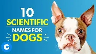 10 Scientific Names for Dogs | Chewy