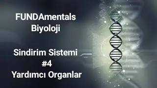 Sindirim Sistemi #4 Yardımcı Organlar