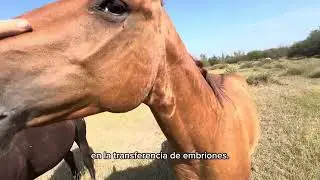 RANCHOLAROSA. Selección de yeguas para implante de embrión en la reproducción equina.