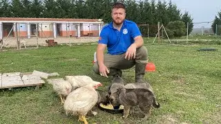 Kangal Yavrumuz Hastalandı Durumu Kötü