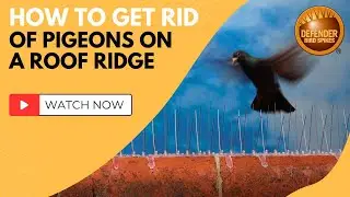 Defender Curved Ridge Spikes | How to get rid of pigeons on a roof ridge using bird spikes