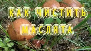 Как чистить маслята