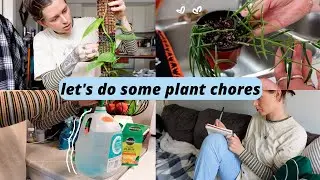 propagating hoya linearis, making DIY orchid mist, moss pole extension, & more! plant chores