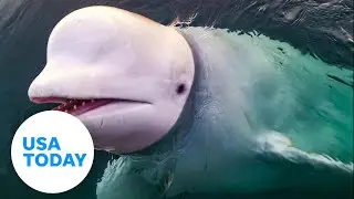 Beluga whale accused of being Russian spy wearing camera harness dies | USA TODAY