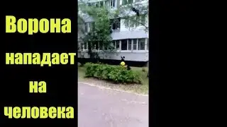 Вороны нападают на людей | Вороны защищают своих птенцов