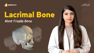 Lacrimal Bone | Anatomy of Facial Skeleton for Medical Students | V-Learning™