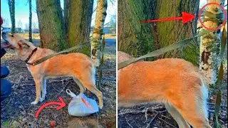 The dog was thrown and tied to a tree in the park, everyone passed by...