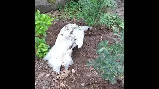 White Indian peafowl bathes in the ground