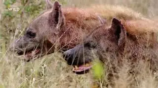 Nat Geo Wild: Смертоносная Африка. Саванна