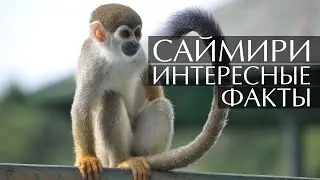 Саймири (Беличьи обезьяны) - интересные факты