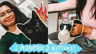 I adopted 2 feral kittens! | How to prepare for new kittens | What to expect in the first month