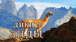 Дикие Анды - Суровый мир Патагонии.(3) 