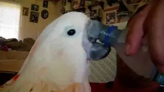 Cool drink of water