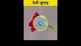 मुरझाए हुए फूल को कैसे खिलाएं? #shortvideo #shorts