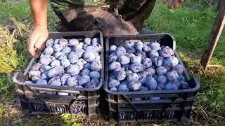 Слива Вижен: собираем урожай