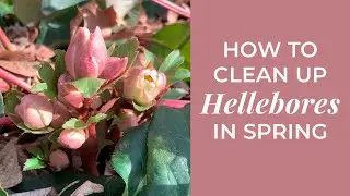 How To Clean Up Hellebores in Early Spring | February Garden Walk #winterflowers #wintergardening