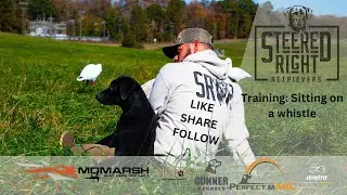 Gun dog: Sitting on a whistle