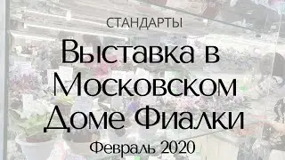 Выставка в Доме Фиалки Февраль 2020 Стандарты