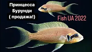 Принцесса Бурунди , лабидохромис хонги ( Продажа!)