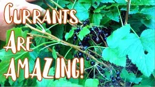 Currants are AMAZING!