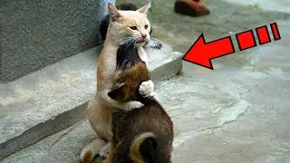 A blind puppy was brought in to be euthanized. But at the last moment the cat performed a miracle!