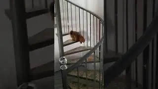 First time in stairs😂🐕