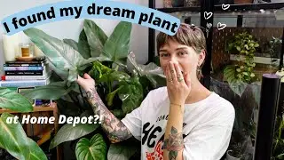 I found a MASSIVE Philodendron Silver Sword | Cleaning Her Up (spider mites, big box store rescue)