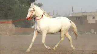 Raag Prabhati, Bhai Balbir Singh,Sun Sandiya Teri Dev Devakar (Bhagat Kabir ji), SGGS (Ang 1350)