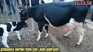 мол бозори Душанбе нархи гови ширдор 🐂 не пропустите 11.12.19