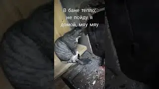 в бане тепло, не пойду я домой, мяу, мяу