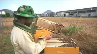 Agrinet - Colli Euganei: api e tecnologia, una unione perfetta al servizio della biodiversità