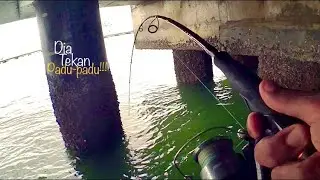 PENANG SYURGA IKAN #17