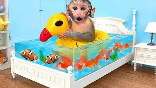 Monkey Baby Bon Bon Eat Fried Egg And Swimming With puppies and ducklings in the garden