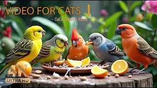 Birds & Squirrels in a Garden 🕊️🐿️ Bird Videos & Cat Games