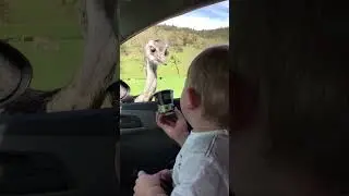 Baby Cant Stop Laughing At Ostrich Eating Food