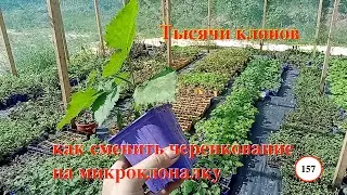 [157] Тысячи клонов в затеняйке. Как вам улучшить бизнес: сменить черенкование на микроклоналку
