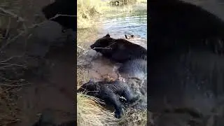 Медведица против купания медвежат.