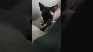 Cat Attack 