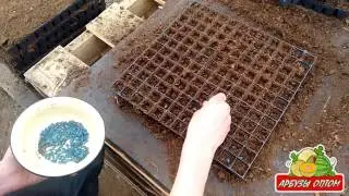 Посадка семян арбуза в кассеты 23 04 2015