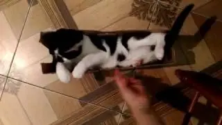 Котёнок Кабачок ищет дом (Москва, МО)