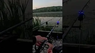 КАРП прет как паровоз Рыбалка на утренней зорьке