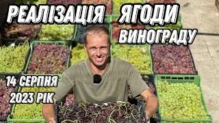 Достигший виноград . Захист від мільдью.